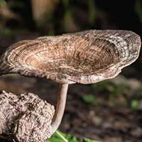 Tiger Milk Mushroom